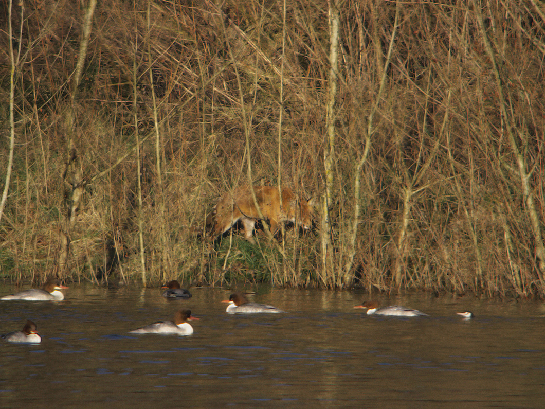 harles renard 1
