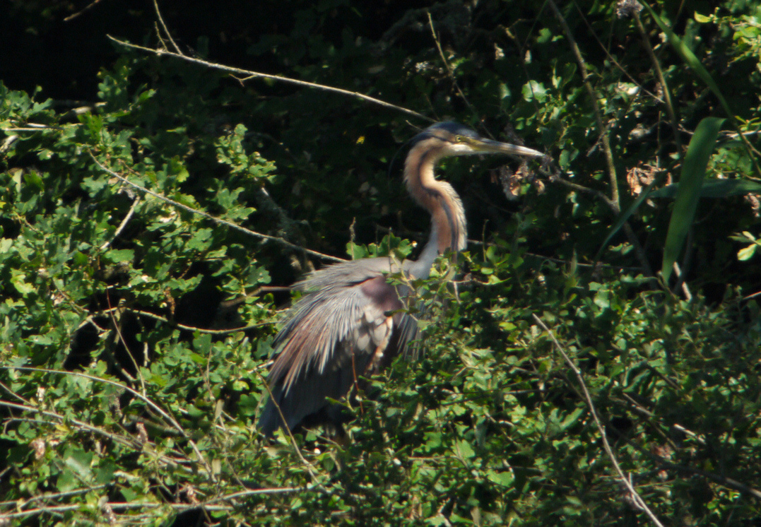 HERON POURPRE BAUMONT