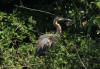 heron pourpre baumont 2