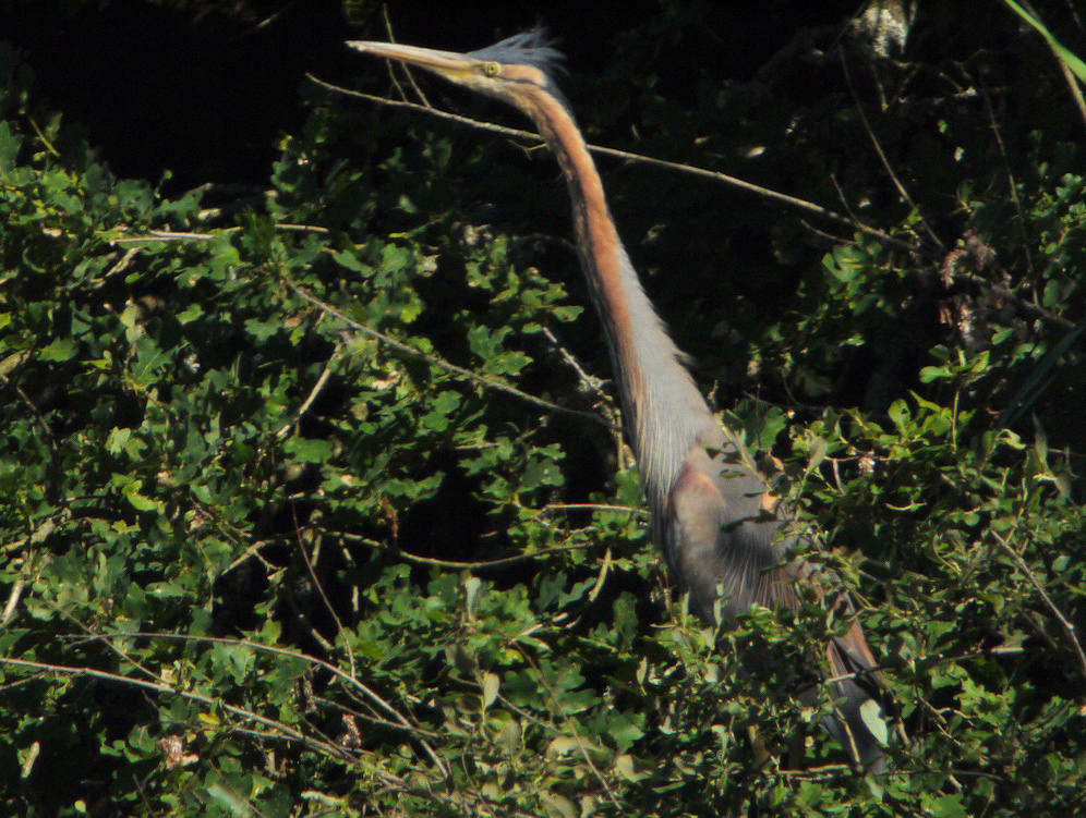 HERON POURPRE COU TENDU