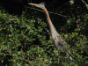 heron pourpre baumont 1