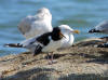 huitrier juvenile