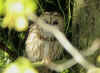 HULOTTE2007.jpg (150870 octets)
