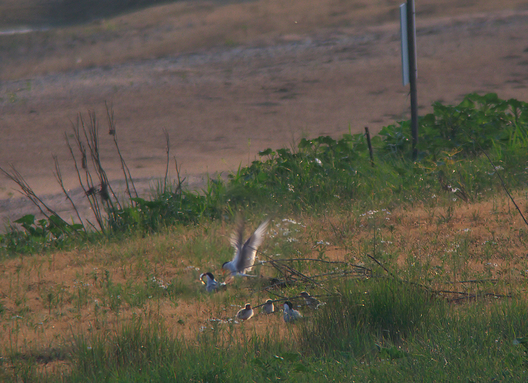 POUSSINS  DE STERNES 3