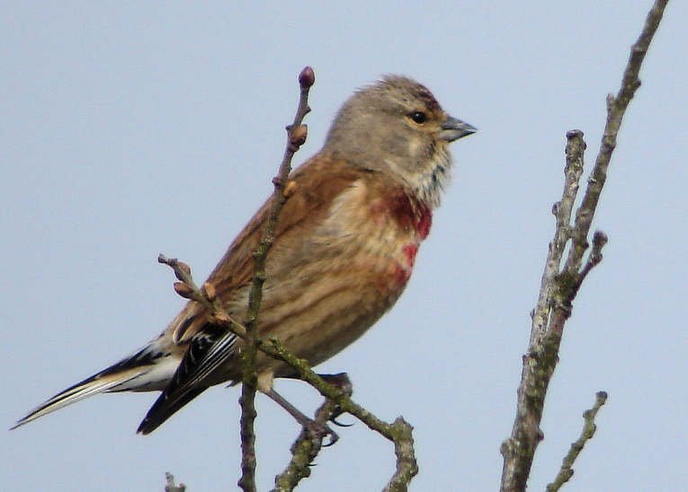 LINOTTE MELODIEUSE SAVANE