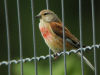 LINOTTE MELODIEUSE DORTOIR.jpg (540701 octets)