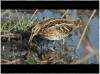 LOGO VIDEO BECASSINE DES MARAIS