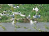 LOGO VIDEO LOIRE CRUELLE