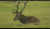 LOGO VIDEO SCENES DU BRAME 2012