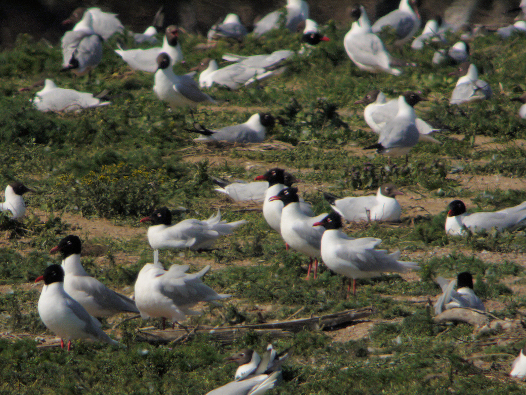 mouettes melano sandillon