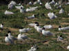 mouettes melano sandillon