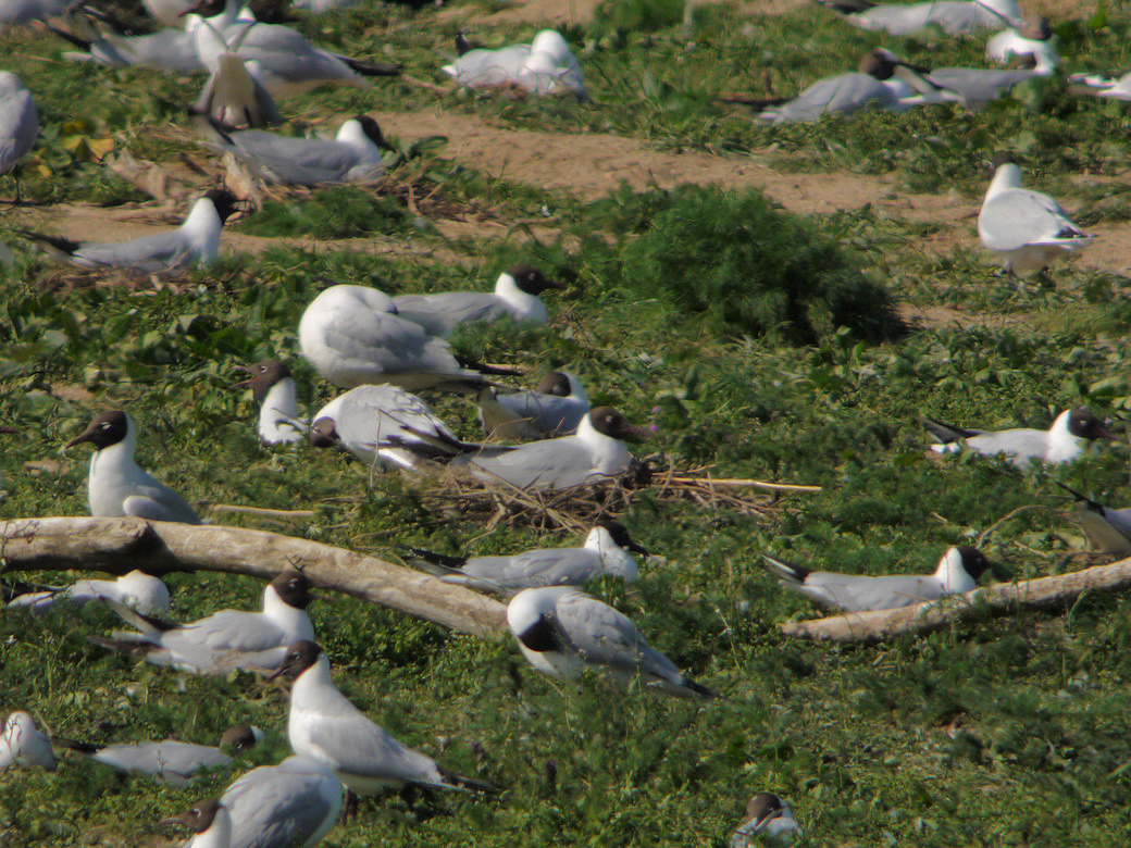 mouettes rieuses sandillon