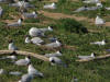 mouettes rieuses sandillon