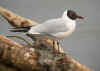 MOUETTES RIEUSES 2006.jpg (212795 octets)