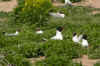 MOUETTES melange.jpg (77835 octets)