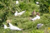 MOUETTE MELANO PETIT.jpg (103277 octets)