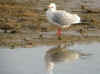 MOUETTE SP BEC ROSE.jpg (147558 octets)