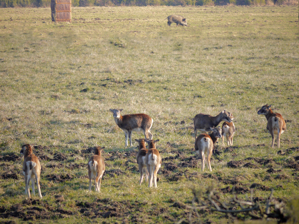 MOUFLONS SANGLIER