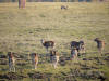 mouflon sanglier