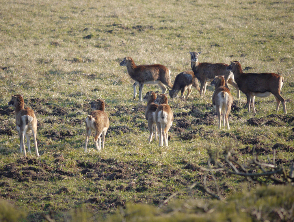 mouflons