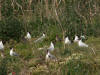 jeunes mouettes rieuses