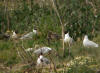 jeunes mouettes rieuses 2