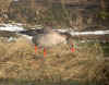 OIE CENDREE.jpg (201222 octets)
