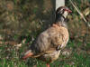 perdrix rouge dressee