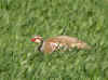 PERDRIX ROUGE.jpg (60964 octets)