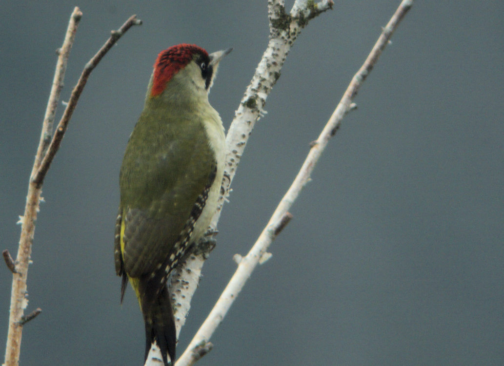 PIC VERT MELLERAY