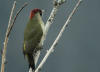 pic vert melleray