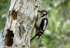 PIC EPEICHE COGNE.jpg (513287 octets)