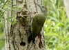 PIC VERT DARVOY.jpg (665555 octets)
