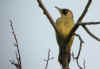 PIC VERT LEVEE.jpg (108025 octets)