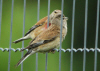 PIES GRIECHES COUPLE.jpg (508919 octets)
