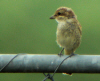PIE GRIECHE ECORCHEUR JUVENILE.jpg (536866 octets)