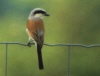PIE GRIECHE MALE savane.jpg (79309 octets)