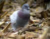 PIGEON SAUVAGE BLEU.jpg (407853 octets)