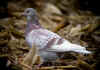 PIGEON SAUVAGE CLAIR.jpg (350716 octets)