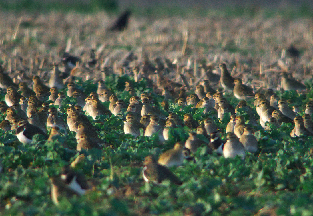 pluviers dortoir