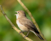 POUILLOT_SP.jpg (857924 octets)