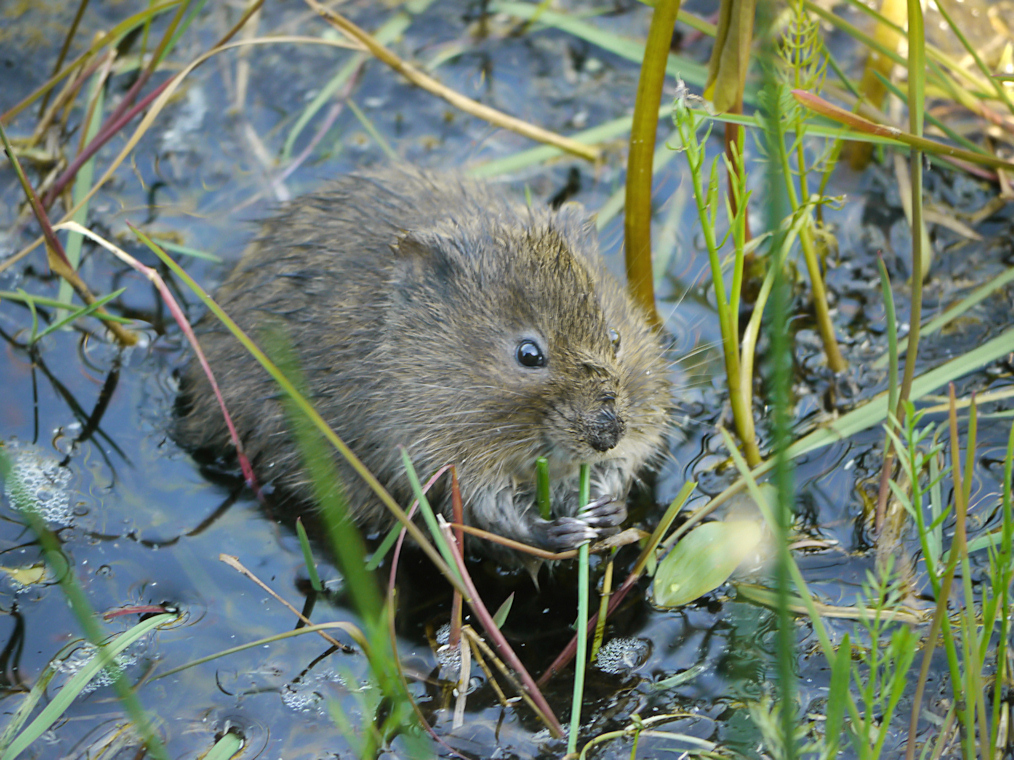 RAT AU REPAS