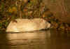 RAT BEIGE.jpg (67288 octets)