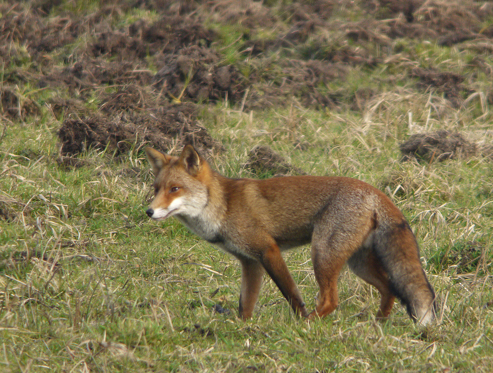 RENARD CHAMBORD 2011