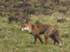 renard chambord 2011