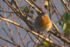 rouge gorge