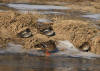 SARCELLES GLACEES 4