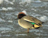 sarcelle hiver loire 2