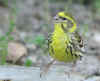 SERIN_CINI.jpg (526690 octets)