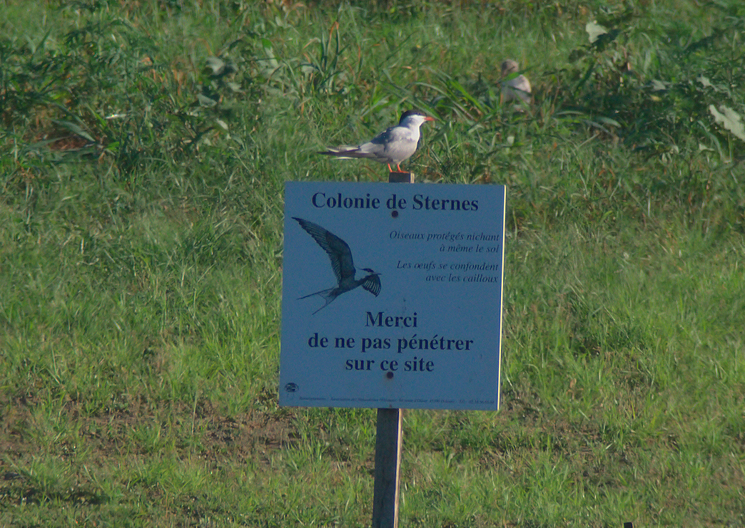 panneau sterne